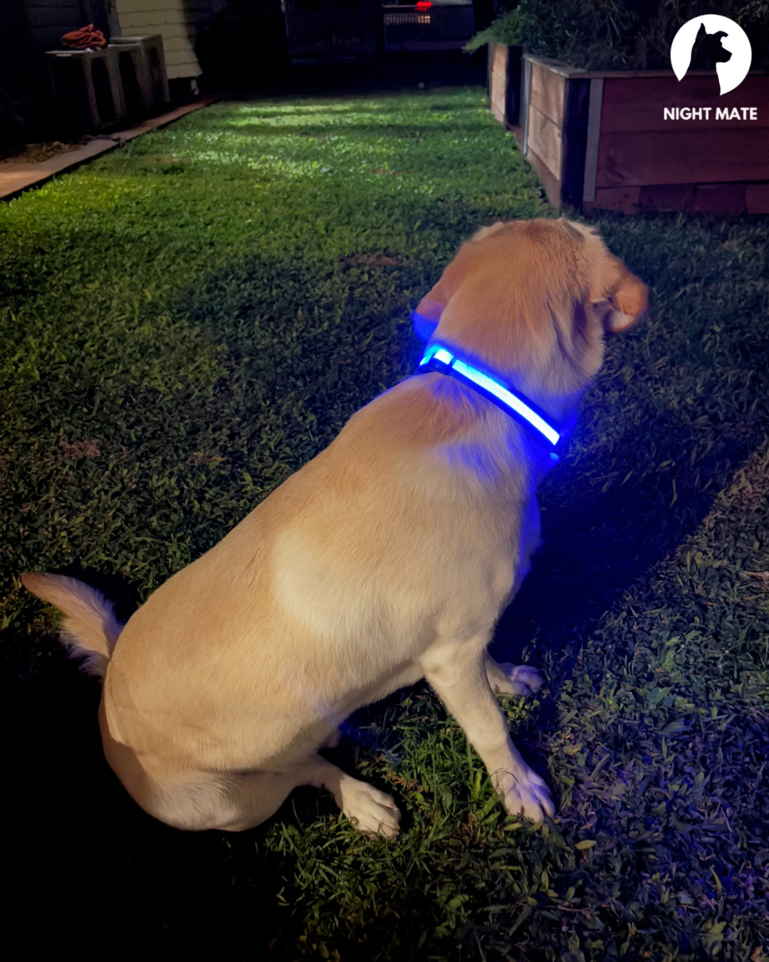 LED Luminous Dog Collar