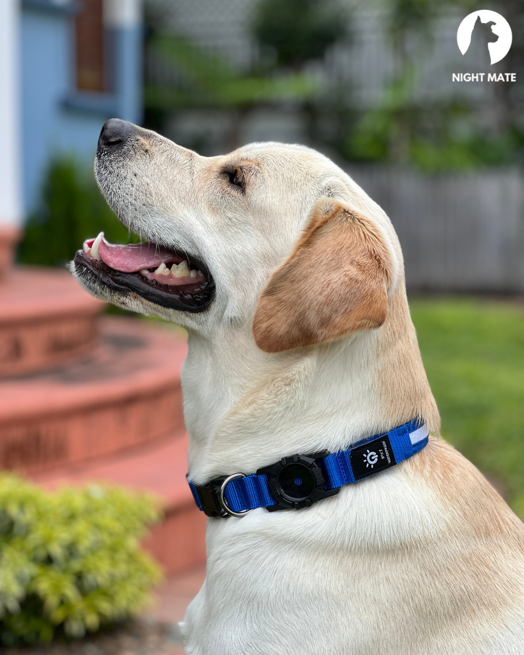 LED Luminous Dog Collar