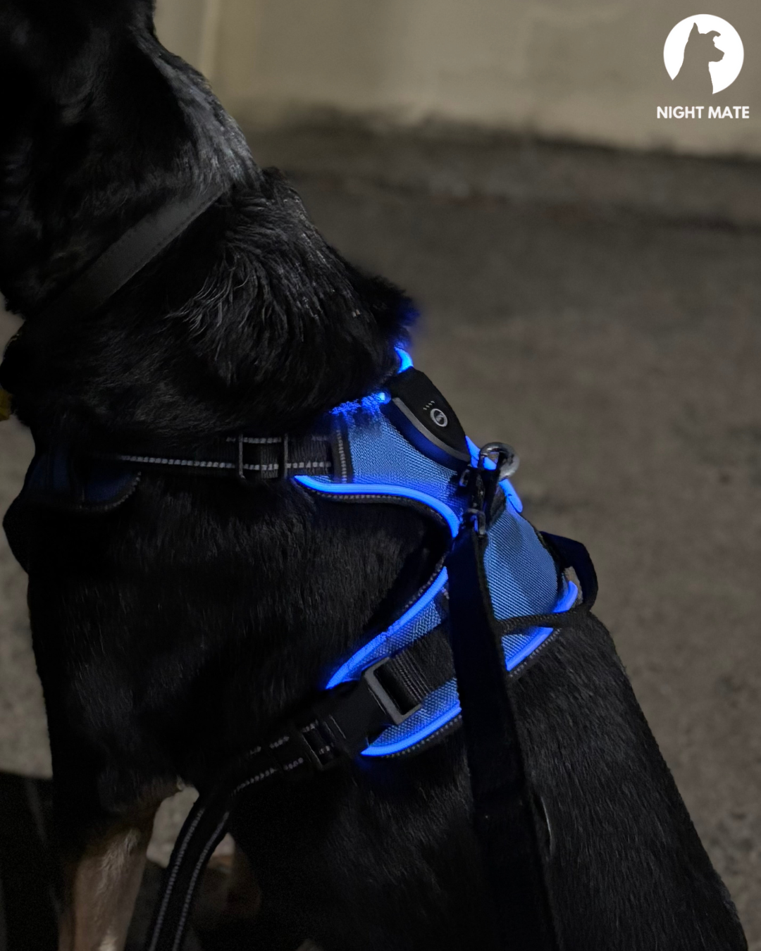LED Luminous Dog Harness
